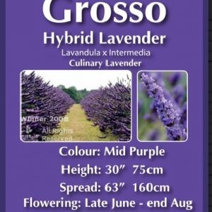 Grosso Planter £12.50